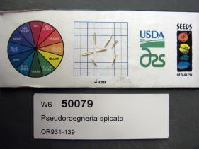 SEED