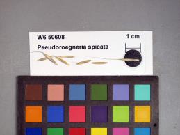 SEED