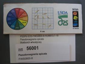 SEED