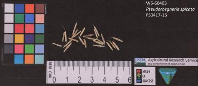 column SEED