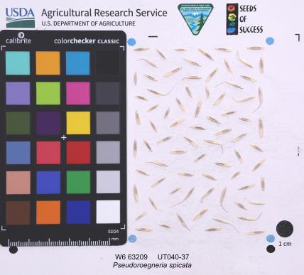 SEED