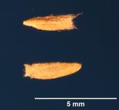 SEED