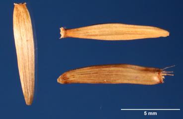 SEED