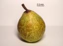 column FRUIT