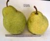 column FRUIT