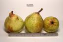 column FRUIT