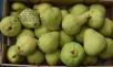 column FRUIT