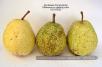 column FRUIT