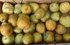 column FRUIT