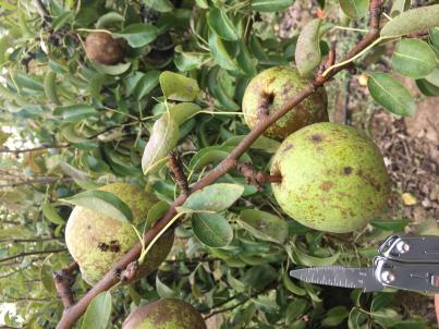 column FRUIT