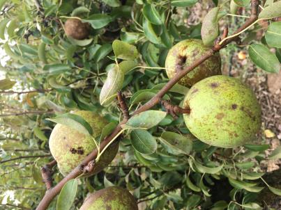 column FRUIT