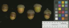 column NUT