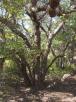 column PLANT