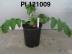 Click for 1 image(s) for this accession. FRUIT