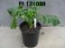Click for 1 image(s) for this accession. FRUIT