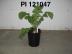 Click for 1 image(s) for this accession. FRUIT