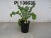 Click for 1 image(s) for this accession. FRUIT