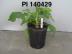 Click for 1 image(s) for this accession. FRUIT