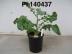 Click for 1 image(s) for this accession. FRUIT