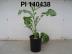 Click for 1 image(s) for this accession. FRUIT