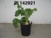 Click for 1 image(s) for this accession. FRUIT