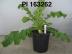 Click for 1 image(s) for this accession. FRUIT
