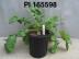Click for 1 image(s) for this accession. FRUIT