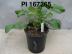 Click for 1 image(s) for this accession. FRUIT