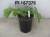 Click for 1 image(s) for this accession. FRUIT