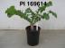 Click for 1 image(s) for this accession. FRUIT