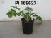 Click for 1 image(s) for this accession. FRUIT