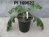 Click for 1 image(s) for this accession. FRUIT
