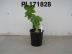 Click for 1 image(s) for this accession. FRUIT