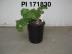 Click for 1 image(s) for this accession. FRUIT