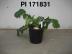 Click for 1 image(s) for this accession. FRUIT