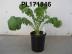 Click for 1 image(s) for this accession. FRUIT