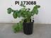 Click for 1 image(s) for this accession. FRUIT