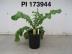 Click for 1 image(s) for this accession. FRUIT