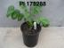 Click for 1 image(s) for this accession. FRUIT
