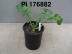 Click for 1 image(s) for this accession. FRUIT