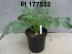 Click for 1 image(s) for this accession. FRUIT