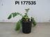 Click for 1 image(s) for this accession. FRUIT