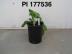 Click for 1 image(s) for this accession. FRUIT