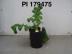 Click for 1 image(s) for this accession. FRUIT