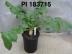 Click for 1 image(s) for this accession. FRUIT