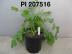 Click for 1 image(s) for this accession. FRUIT