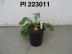 FRUIT