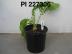 Click for 1 image(s) for this accession. FRUIT