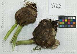 column ROOT