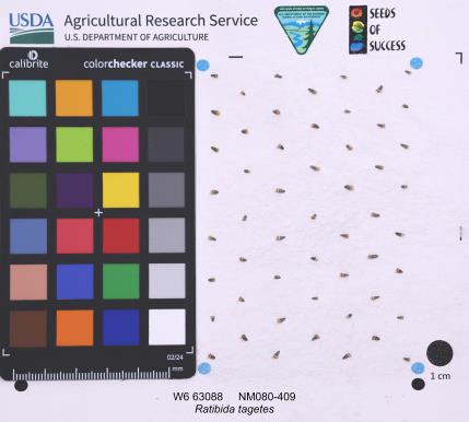 Click for 1 image(s) for this accession. SEED